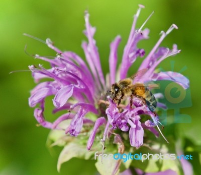 Picture With A Honeybee Sitting On Flowers Stock Photo