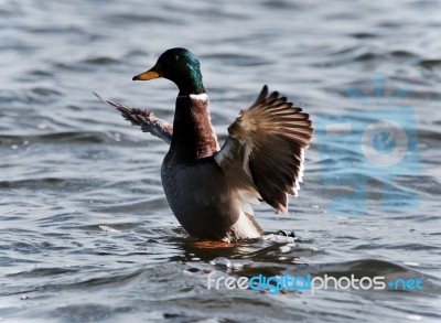 Picture With A Mallard Showing Wings At A Lake Stock Photo