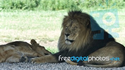 Picture With A Pair Of Lions Laying Together Stock Photo