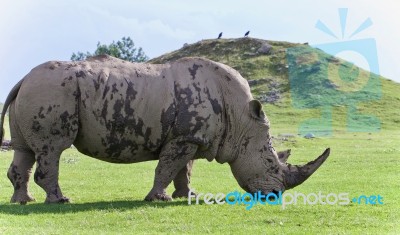 Picture With A Rhinoceros Eating The Grass Stock Photo