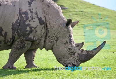 Picture With A Rhinoceros Eating The Grass Stock Photo