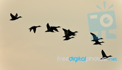 Picture With A Swarm Of Ducks Flying In The Sky Stock Photo