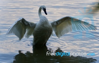 Picture With A Trumpeter Swan Showing Wings Stock Photo