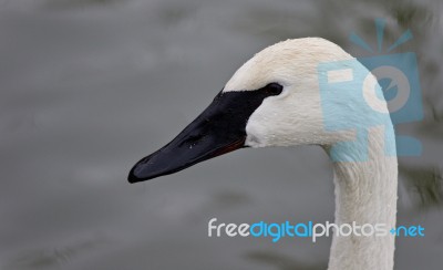 Picture With A Trumpeter Swan Swimming In Lake Stock Photo