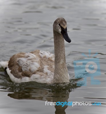 Picture With A Trumpeter Swan Swimming In Lake Stock Photo