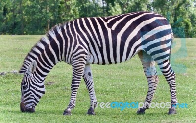 Picture With A Zebra Eating The Grass On A Field Stock Photo