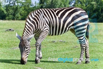 Picture With A Zebra Eating The Grass On A Field Stock Photo