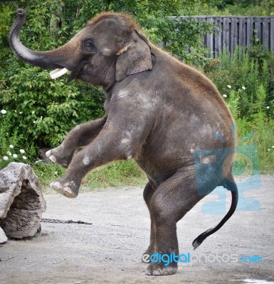 Picture With An Elephant Standing On Two Legs Stock Photo