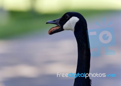 Picture With An Emotional Canada Goose Screaming Stock Photo