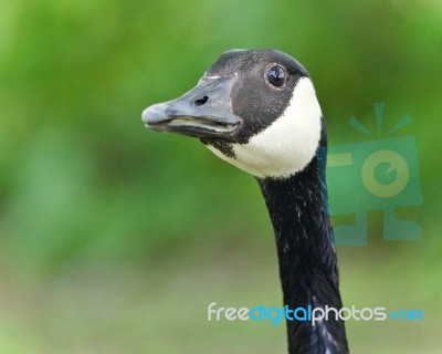 Picture With An Emotional Canada Goose Screaming Stock Photo