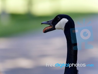 Picture With An Emotional Canada Goose Screaming Stock Photo