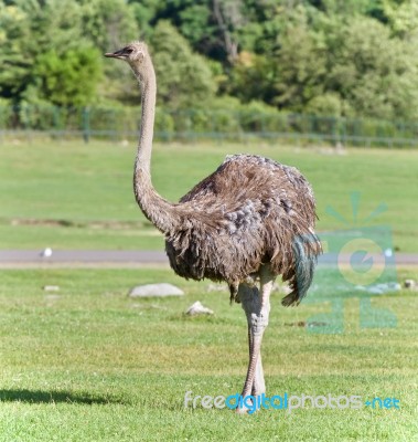 Picture With An Ostrich Walking On A Grass Field Stock Photo