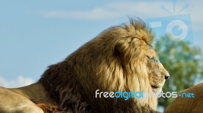 Picture With Two Lions Laying Together At A Field Stock Photo