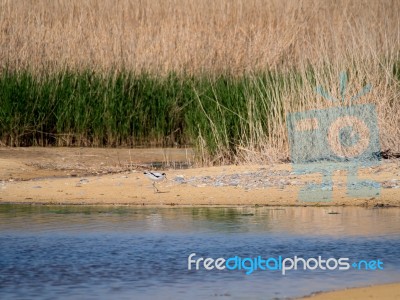 Pied Avocet
(recurvirostra Avosetta) By A Lagoon In Suffolk Stock Photo