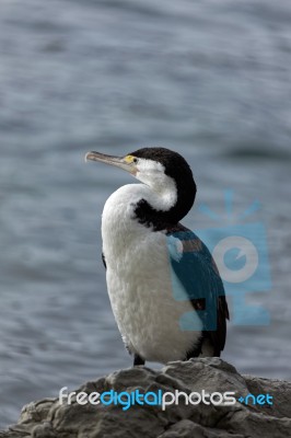 Pied Cormorant (phalacrocorax Varius) Stock Photo