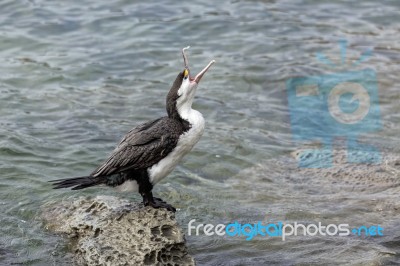 Pied Cormorant (phalacrocorax Varius) Stock Photo