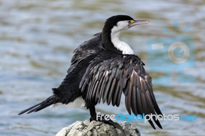 Pied Cormorant (phalacrocorax Varius) Stock Photo