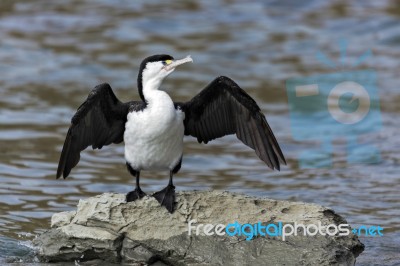 Pied Cormorant (phalacrocorax Varius) Stock Photo