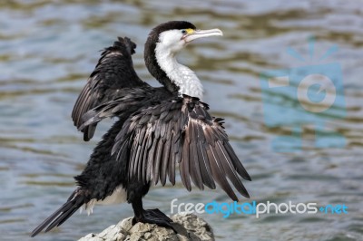 Pied Cormorant (phalacrocorax Varius) Stock Photo