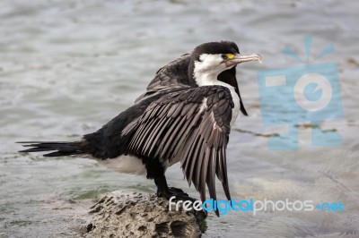 Pied Cormorant (phalacrocorax Varius) Stock Photo