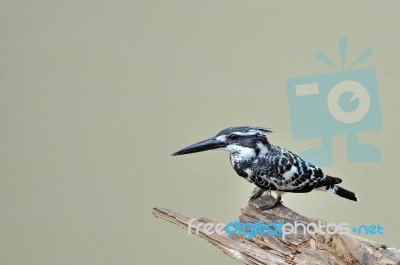 Pied Kingfisher Stock Photo