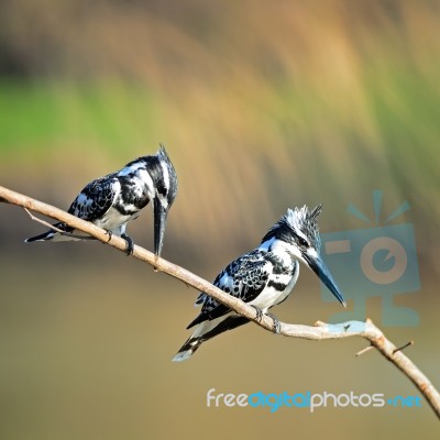 Pied Kingfisher Stock Photo