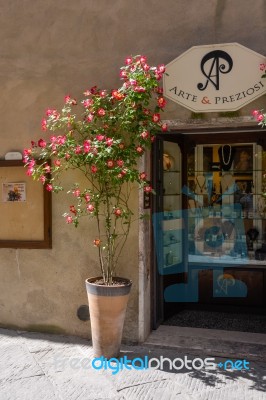 Pienza, Tuscany/italy - May 18 : Dog Rose Outside A Shop In Pien… Stock Photo