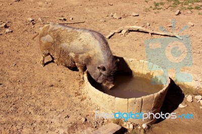 Pig Stock Photo