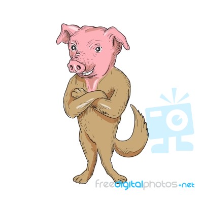 Pig Dog Standing Arms Crossed Cartoon Stock Image