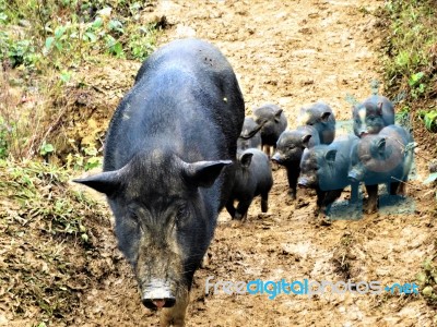 Pig Family Stock Photo