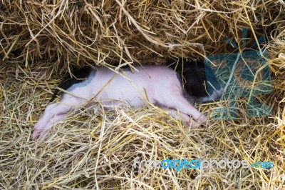 Pig In A Pen Stock Photo