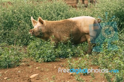 Pig On The Farm Stock Photo