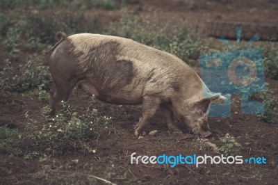 Pig On The Farm Stock Photo