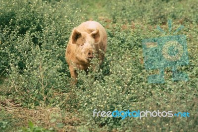 Pig On The Farm Stock Photo