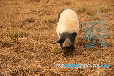 Pig On The Farm Stock Photo