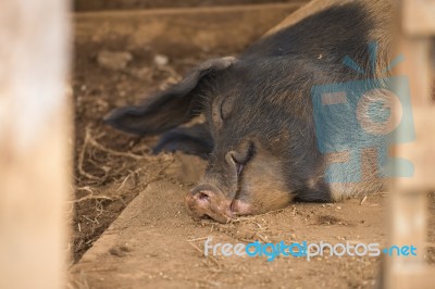 Pig On The Farm Stock Photo