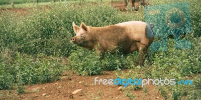 Pig On The Farm Stock Photo