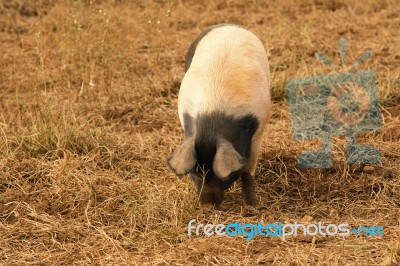 Pig On The Farm Stock Photo