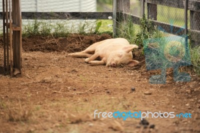 Pig On The Farm Stock Photo