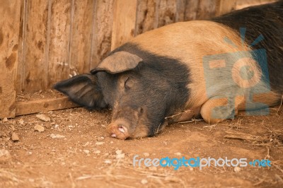 Pig On The Farm Stock Photo