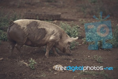 Pig On The Farm Stock Photo