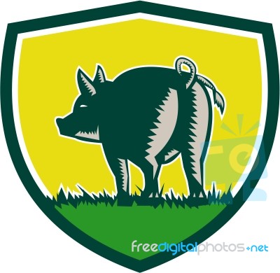 Pig Tail Rear Crest Woodcut Stock Image