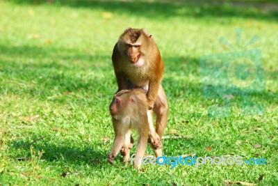 Pig-tailed Macaque Stock Photo