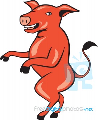 Pig Walking Tall Side Cartoon Stock Image