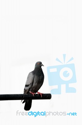 Pigeon Stock Photo