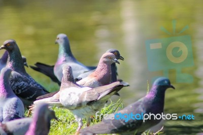 Pigeon Stock Photo