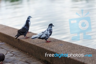 Pigeon Stock Photo