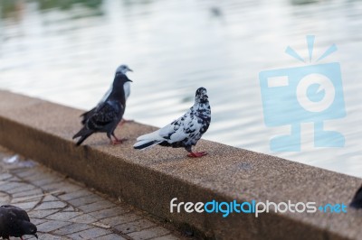 Pigeon Stock Photo