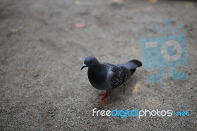 Pigeon Alone Stock Photo