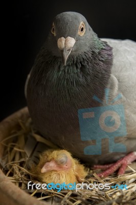 Pigeon Bird Hatching In Home Loft Stock Photo